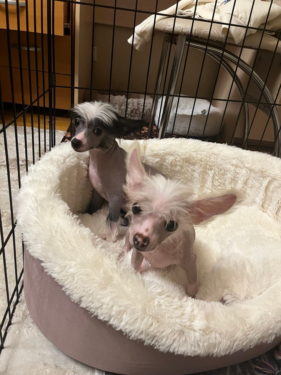 Дора и Доминика уехали домой. Питомник китайских хохлатых собак Poale Ell: купить щенка в питомнике