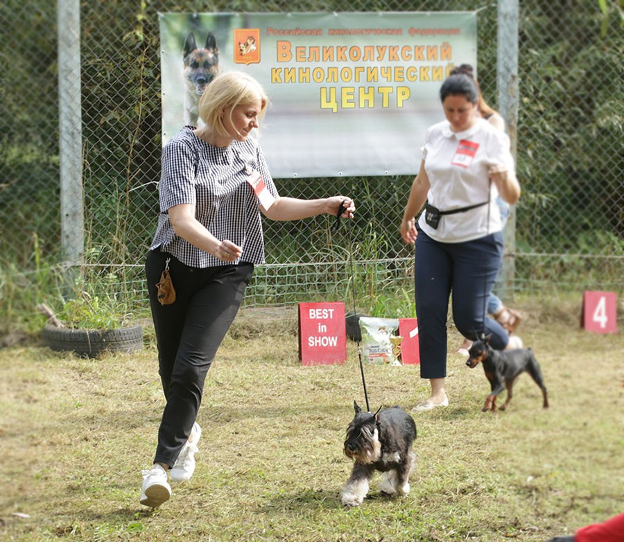 Питомник Делинсо Бэлэнс, щенки цвергшнауцера, купить щенка цвергшнауцера, питомник цвергшнауцеров, кобель цвергшнауцера для вязки, щенок цвергшнауцера, питомник цвергшнауцеров, черный с серебром, цверг, лучший питомник в беларуси, питомник цвергшнауцеров минск