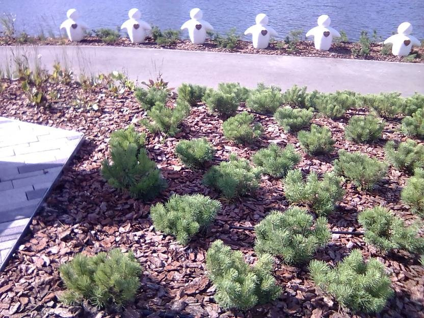 ВНИМАНИЕ! ФЕСТИВАЛЬ ЛАНДШАФТНОГО СТРОИТЕЛЬСТВА. 俄罗斯设计估算