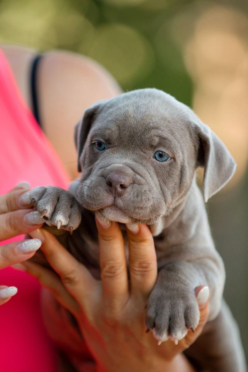 официальный питомник American Bully в Волгограде