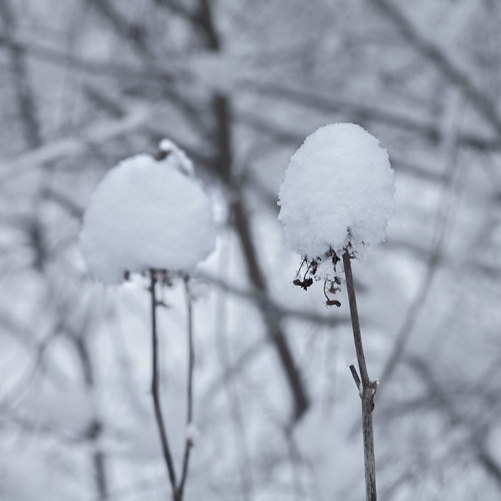 Фотопроект «Зима продолжается». Свадьбы, портретная, предметная съемка. Фотограф Александр К