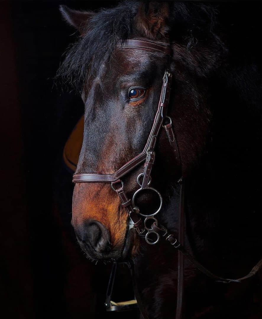 Ледокол знаний. Международная онлайн-фотошкола Сергея Рожнова