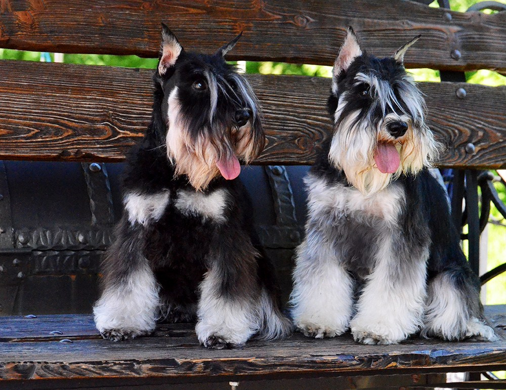 Питомник Делинсо Бэлэнс, щенки цвергшнауцера, купить щенка цвергшнауцера, питомник цвергшнауцеров, кобель цвергшнауцера для вязки, щенок цвергшнауцера, питомник цвергшнауцеров, черный с серебром, цверг, лучший питомник в беларуси, питомник цвергшнауцеров минск