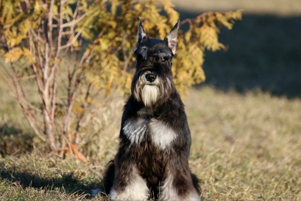 Питомник Делинсо Бэлэнс, щенки цвергшнауцера, купить щенка цвергшнауцера, питомник цвергшнауцеров, кобель цвергшнауцера для вязки, щенок цвергшнауцера, питомник цвергшнауцеров, черный с серебром, цверг, лучший питомник в беларуси, питомник цвергшнауцеров минск