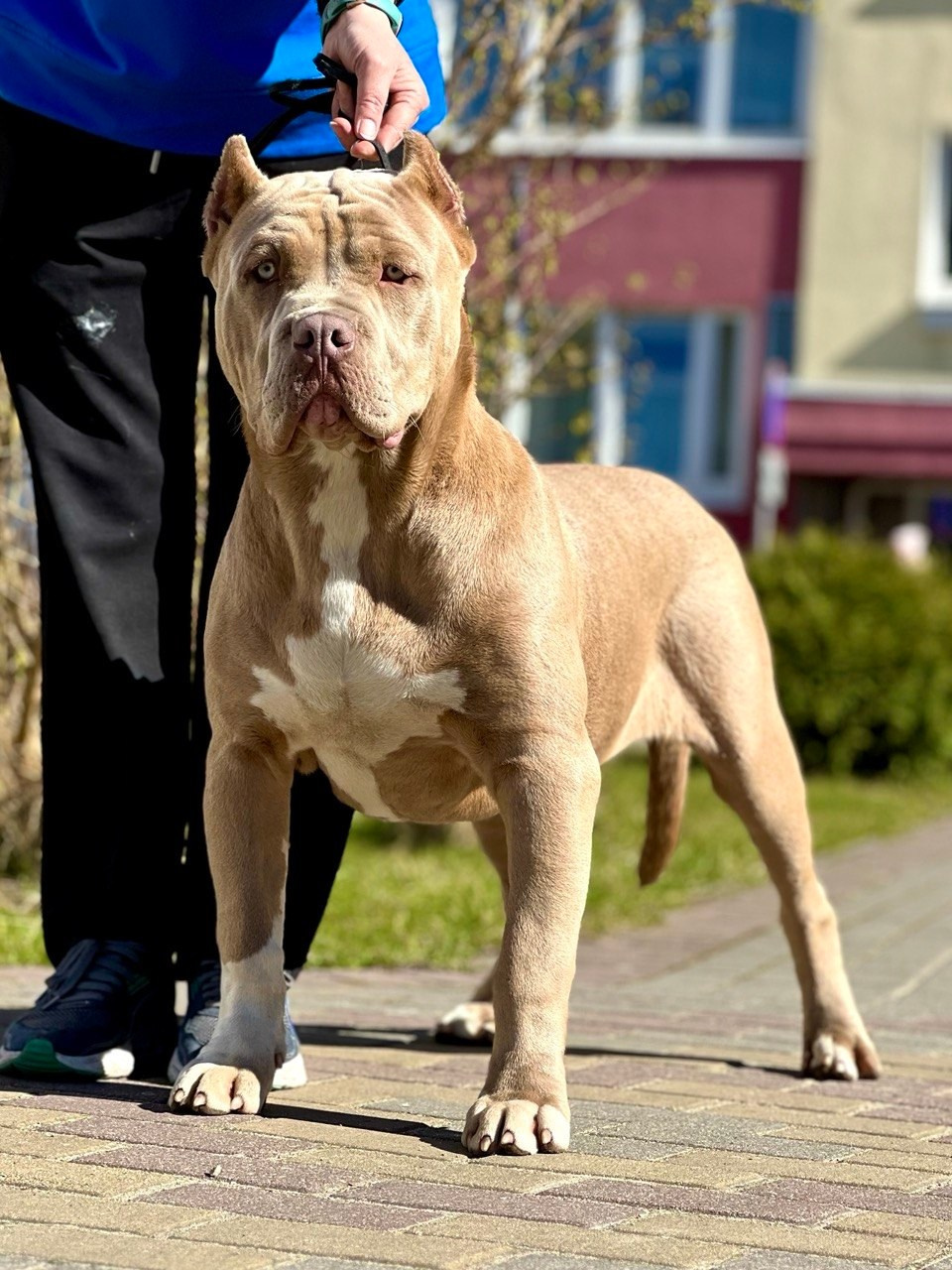 Все свободные щенки. Американские булли XL в г. Калининград. Питомник Great Bully UNIVERSE
