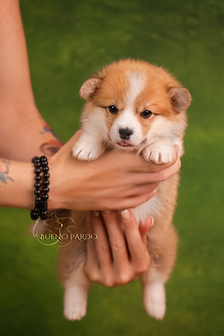 КОРГИ. Kawaii Kuma питомник собак пород Корги пемброк, Акита ину, Сиба