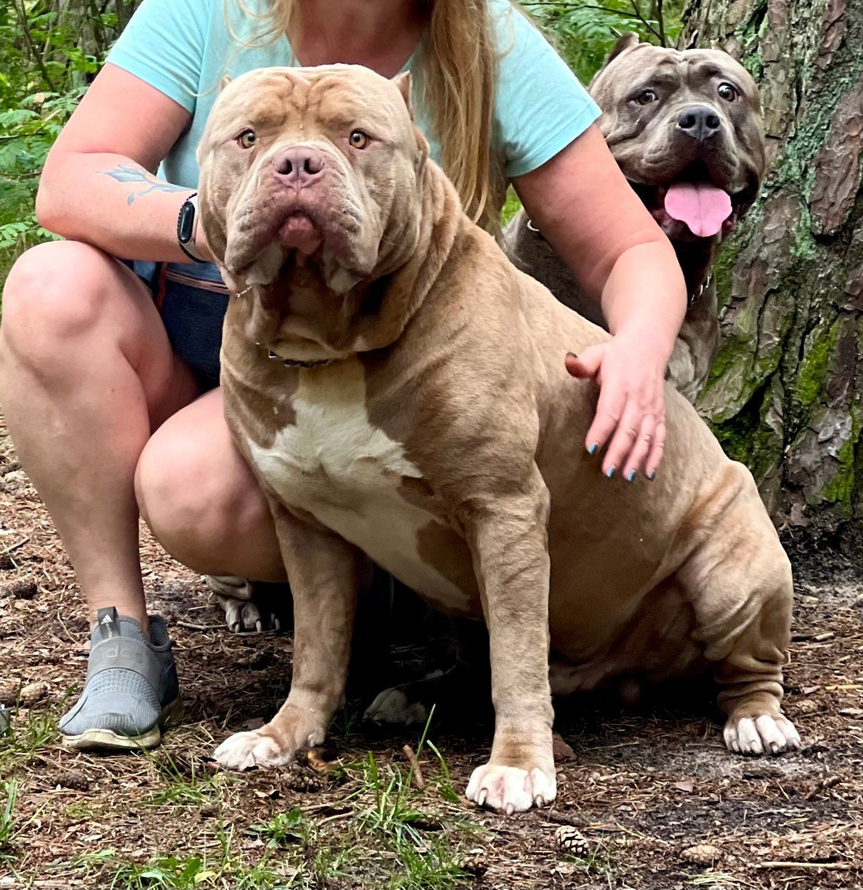 Хантер. Американские булли XL в г. Калининград. Питомник Great Bully UNIVERSE