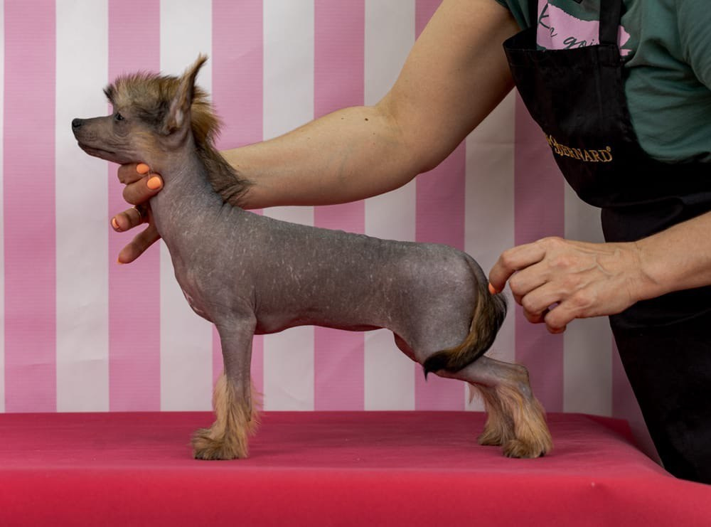 Ashantal Emmanuel Poale Ell. Chinese Crested Dog Kennel Poale Ell