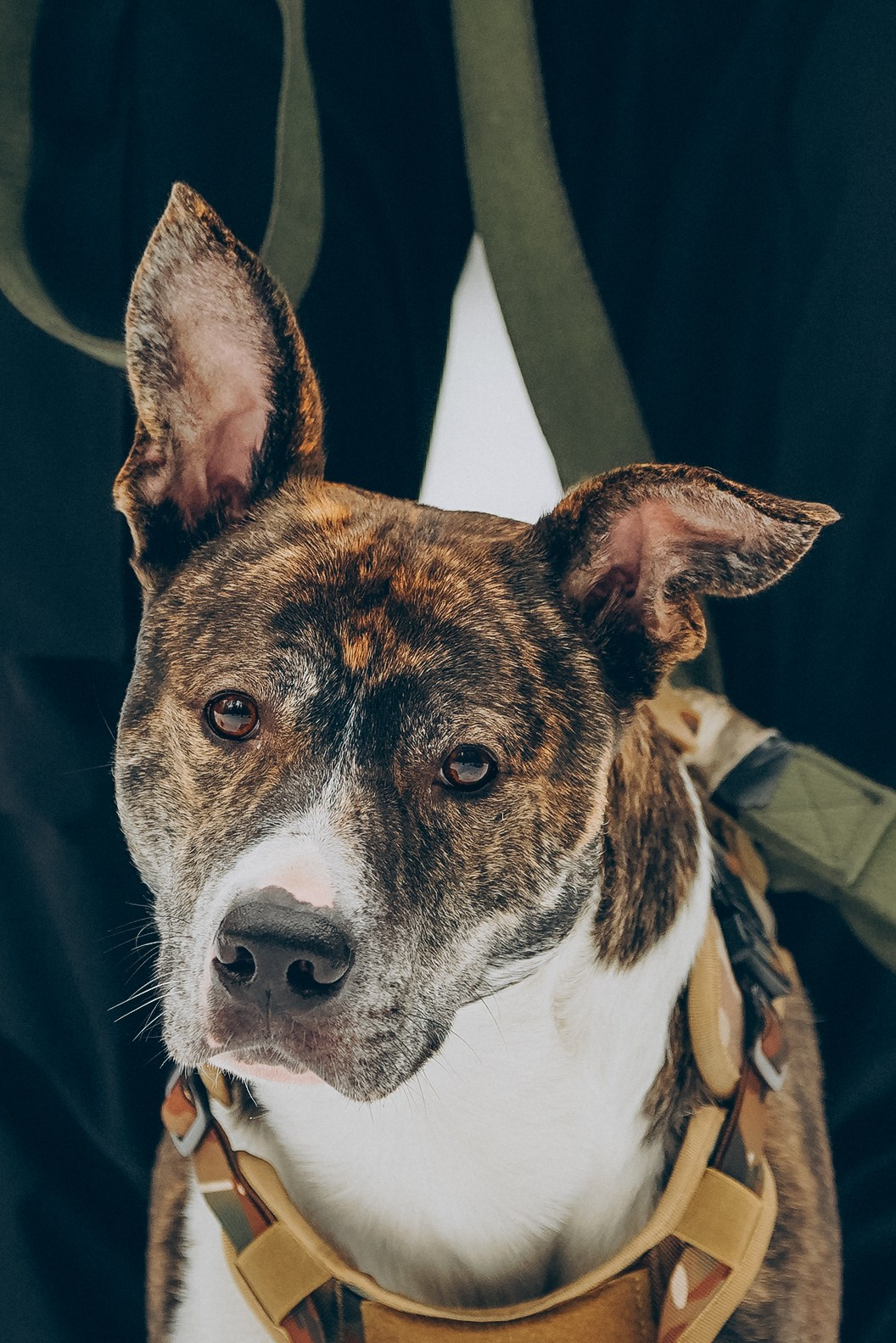 Гарм и Юна. Фотограф анималист в Спб недорого Олеся Майорова