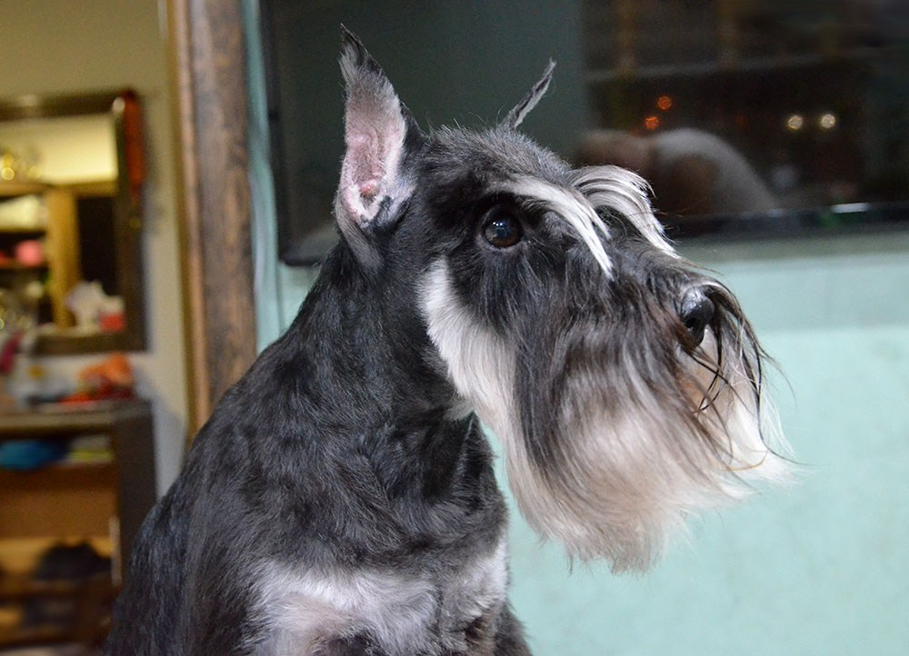 Питомник Делинсо Бэлэнс, щенки цвергшнауцера, купить щенка цвергшнауцера, питомник цвергшнауцеров, кобель цвергшнауцера для вязки, щенок цвергшнауцера, питомник цвергшнауцеров, черный с серебром, цверг, лучший питомник в беларуси, питомник цвергшнауцеров минск