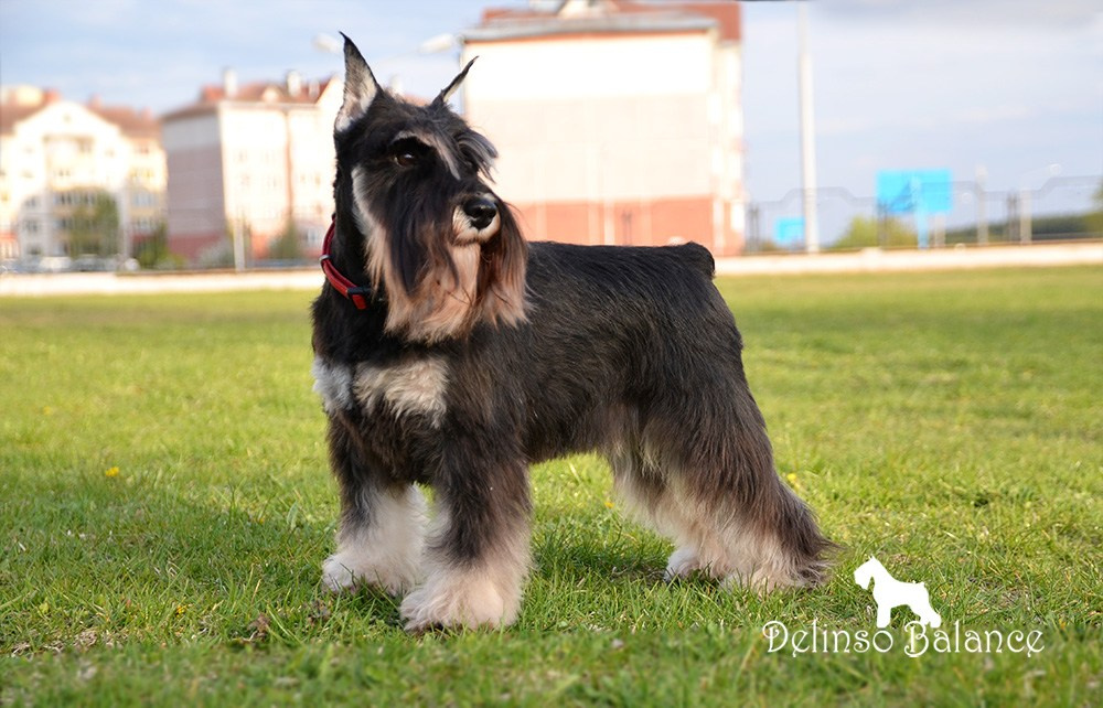 Питомник Делинсо Бэлэнс, щенки цвергшнауцера, купить щенка цвергшнауцера, питомник цвергшнауцеров, кобель цвергшнауцера для вязки, щенок цвергшнауцера, питомник цвергшнауцеров, черный с серебром, цверг, лучший питомник в беларуси, питомник цвергшнауцеров минск