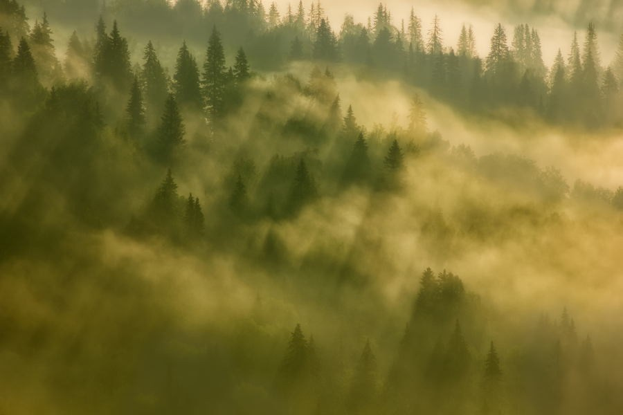 Чазов Александр Юрьевич. Галерея участников Российской Премии Искусств