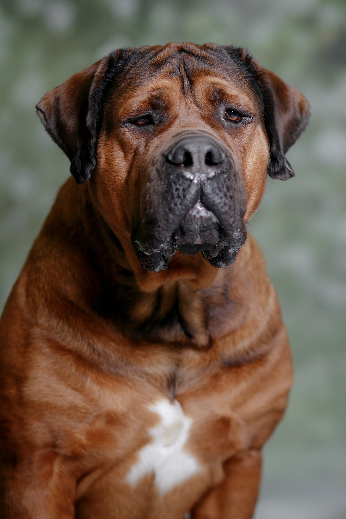 Фотограф-анималист Mary Mart — Москва, Питер