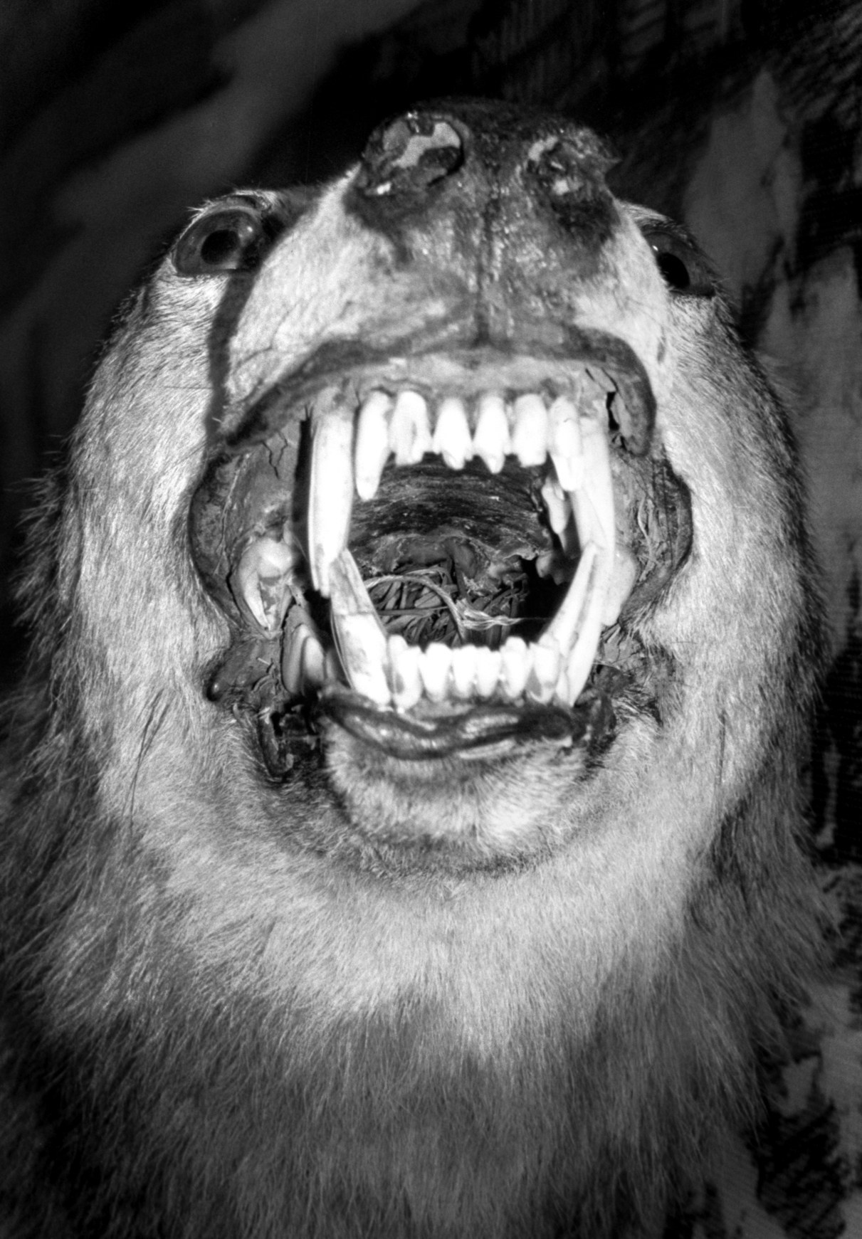 ALL DOGS GO TO HEAVEN. Dima Ptitsyn