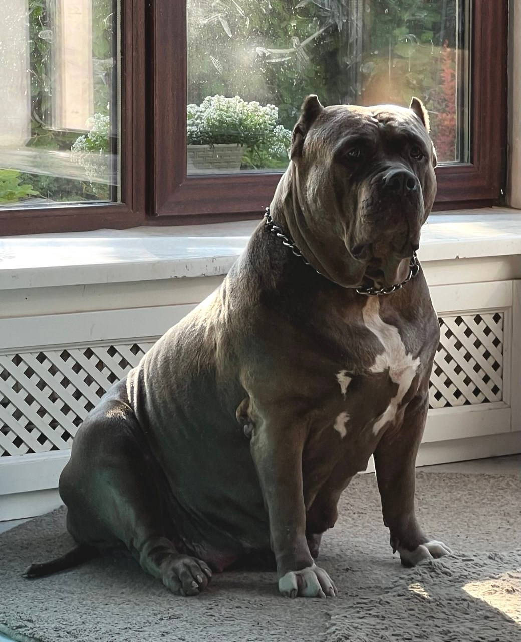 Квини. Американские булли XL в г. Калининград. Питомник Great Bully UNIVERSE