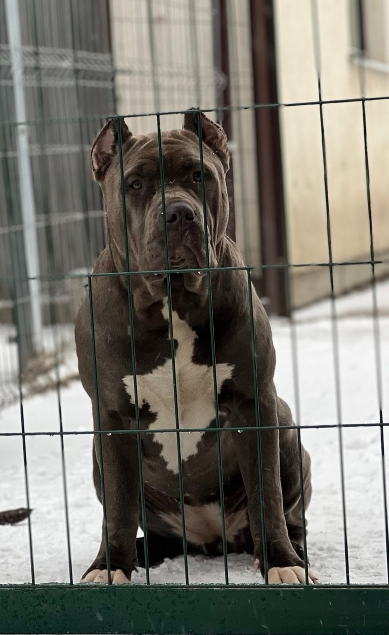 GBU Lakshmi. Американские булли XL в г. Калининград. Питомник Great Bully UNIVERSE