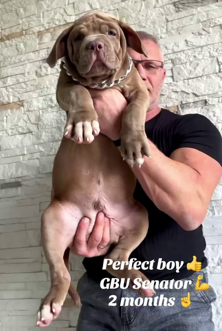 Все свободные щенки. Американские булли XL в г. Калининград. Питомник Great Bully UNIVERSE