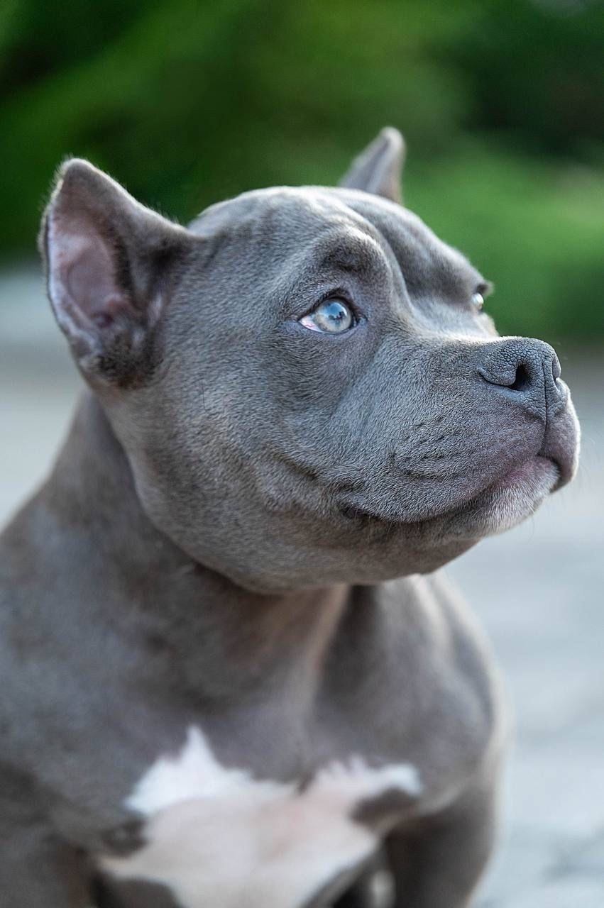 Помет Каспер и Изи. 18.04.25. Американский Булли в г. Ростов-на-Дону. Питомник THE POWER OF SIBERIA