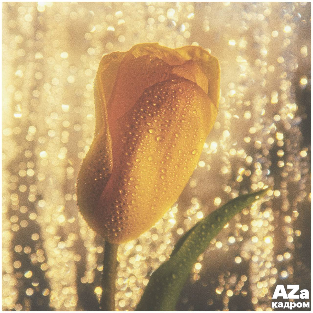 Дыхание весны. Фотоклуб AZакадром. Женский семейный фотограф Тула Москва Захарова Анна