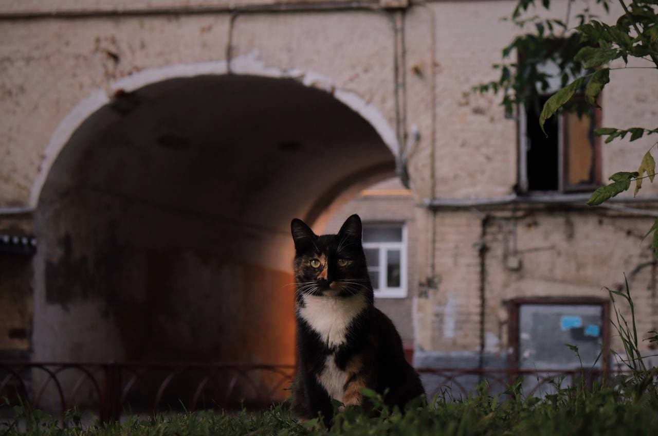 «You won't find a single person who'd say: I want to live here». Photographer in Israel Alice Milchin
