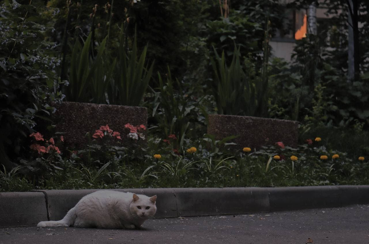 «You won't find a single person who'd say: I want to live here». Photographer in Israel Alice Milchin
