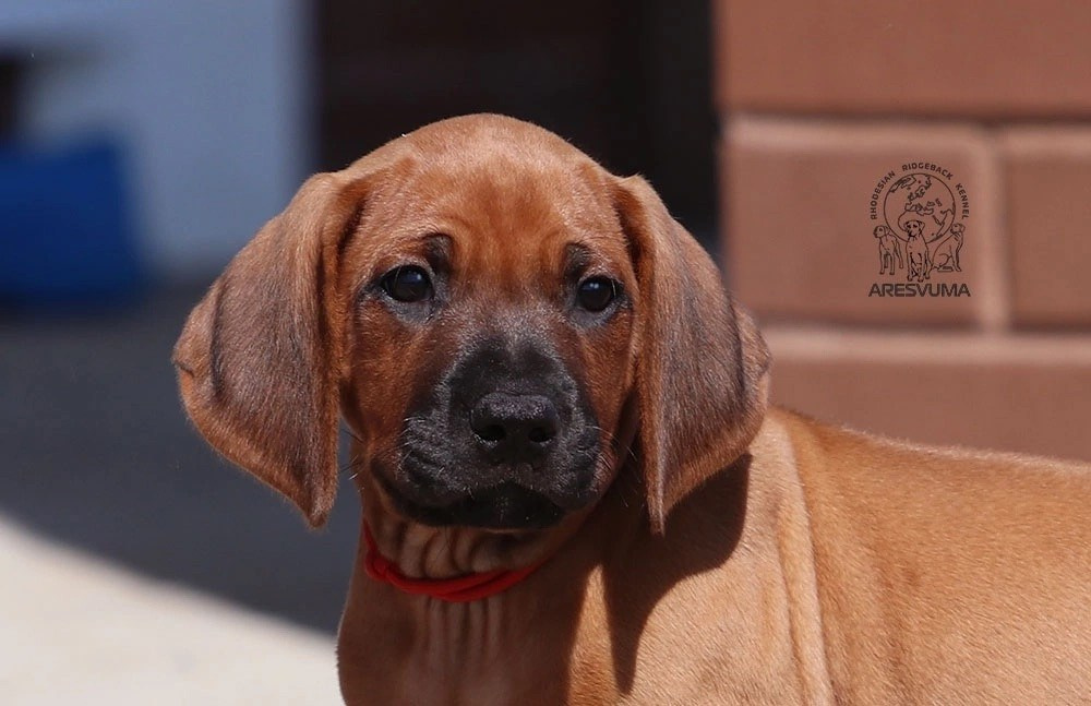 Помет Northern Lights. Родезийские Риджбеки в Санкт-Петербурге