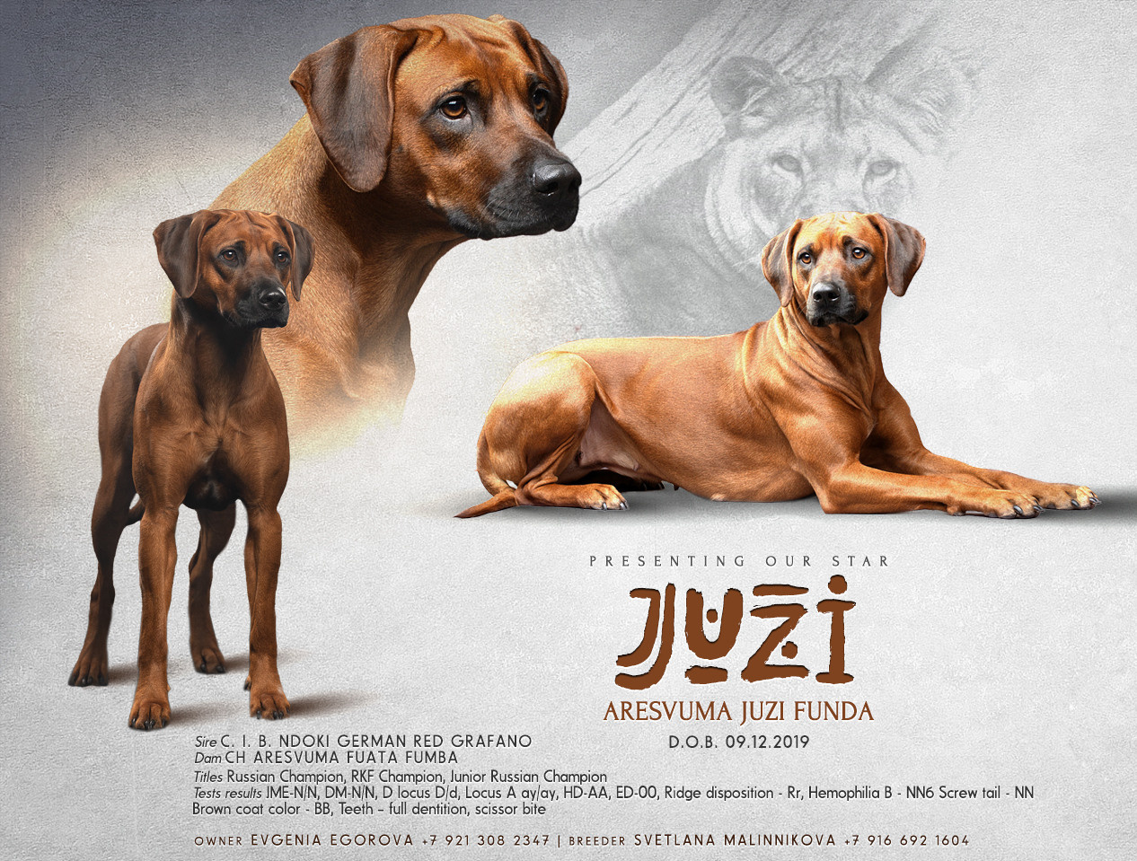 Самка Жузи. Родезийские Риджбеки в Санкт-Петербурге