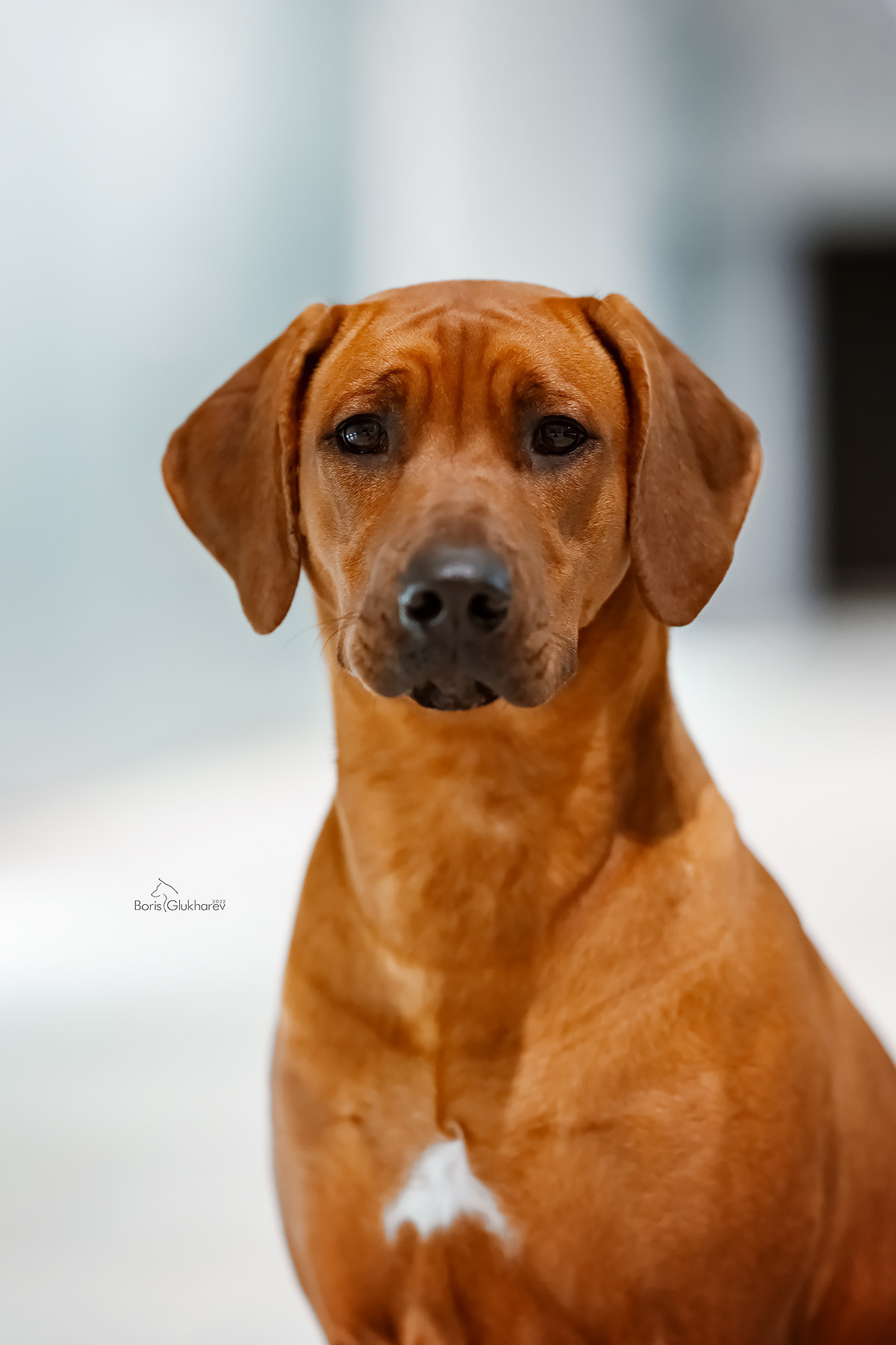 Нала. Родезийские Риджбеки в Санкт-Петербурге