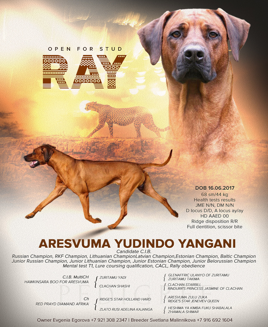 Кобель Рэй. Родезийские Риджбеки в Санкт-Петербурге