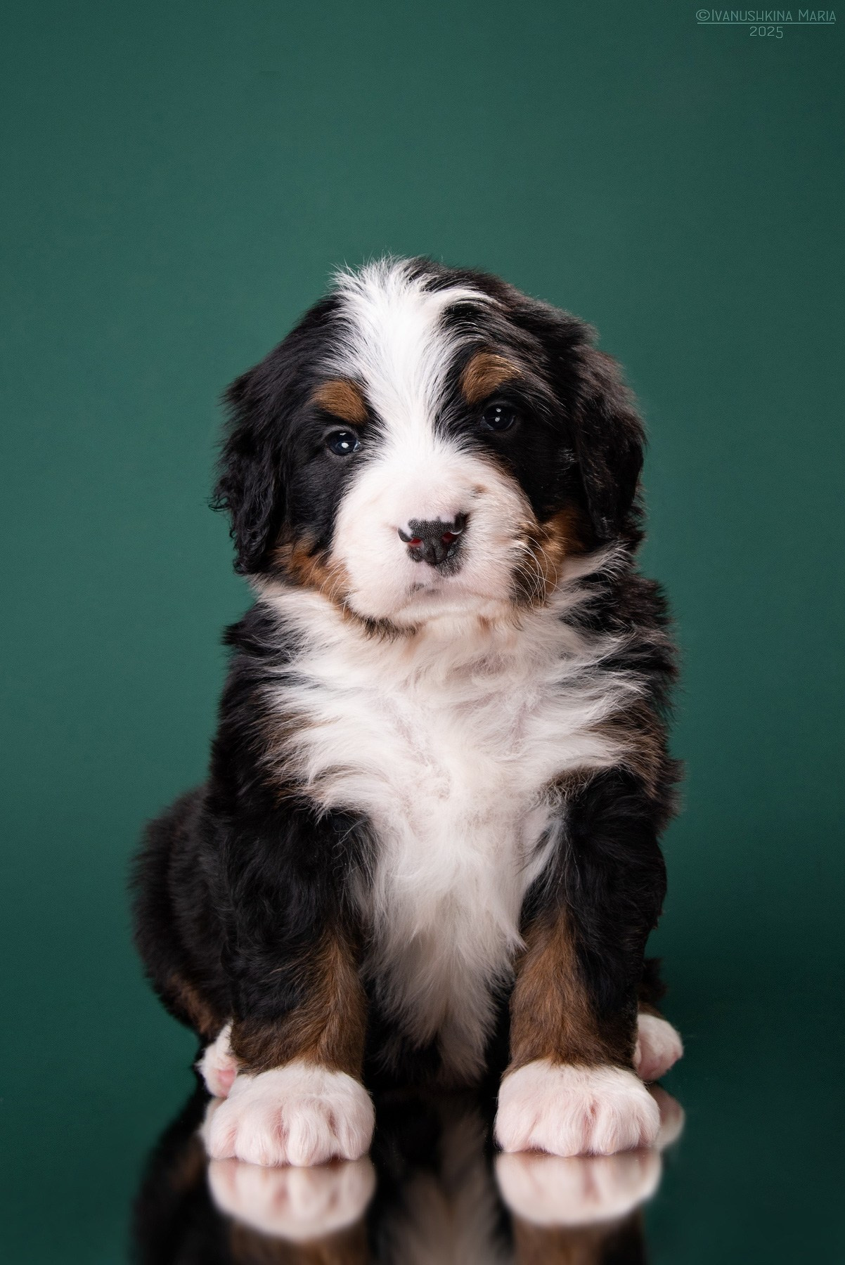 бернский зенненхунд щенок