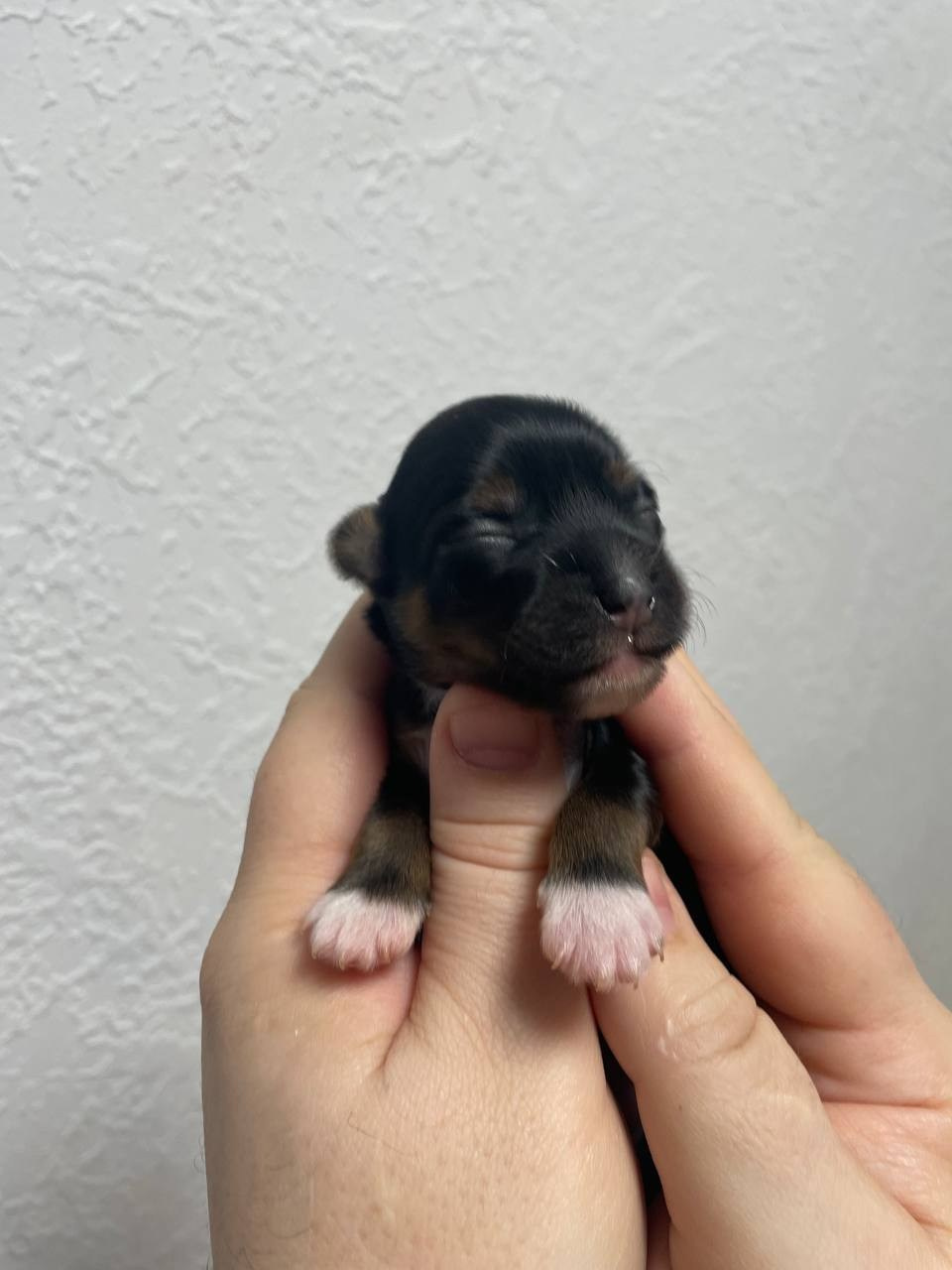 Poale Ell Grace неделя