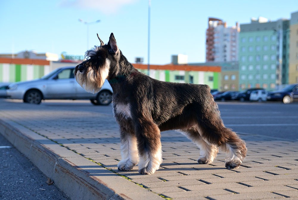 Питомник Делинсо Бэлэнс, щенки цвергшнауцера, купить щенка цвергшнауцера, питомник цвергшнауцеров, кобель цвергшнауцера для вязки, щенок цвергшнауцера, питомник цвергшнауцеров, черный с серебром, цверг, лучший питомник в беларуси, питомник цвергшнауцеров минск