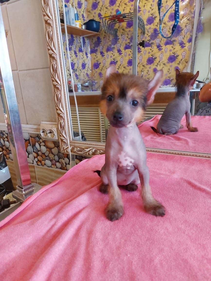 Ashantal Emmanuel Poale Ell. Chinese Crested Dog Kennel Poale Ell