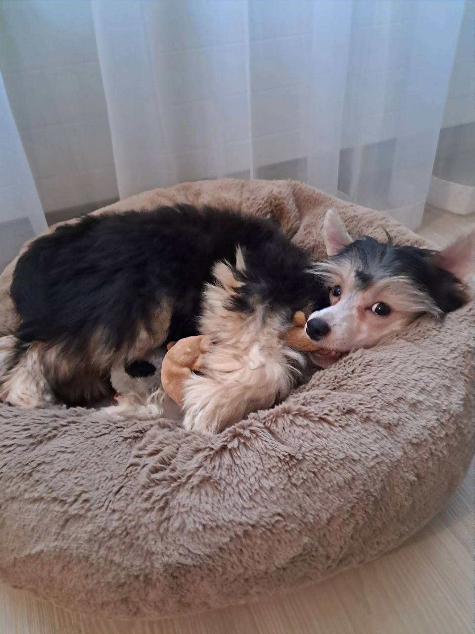 Сегодня Феликсу исполнилось ровно 6 месяцев!))). Питомник китайских хохлатых собак Poale Ell: купить щенка