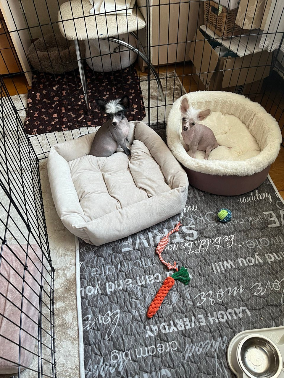 Дора и Доминика уехали домой. Питомник китайских хохлатых собак Poale Ell: купить щенка в питомнике