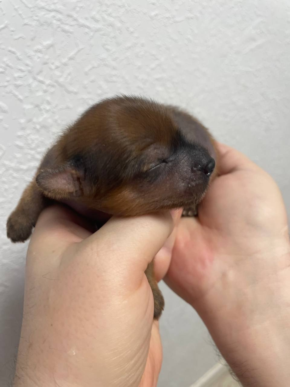 Poale Ell Gloria неделя