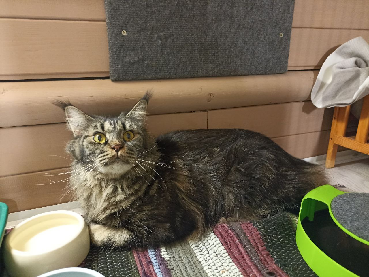 Мики — грациозная гостья с характером. Гостиница для кошек Усики и хвостики, Красноярск