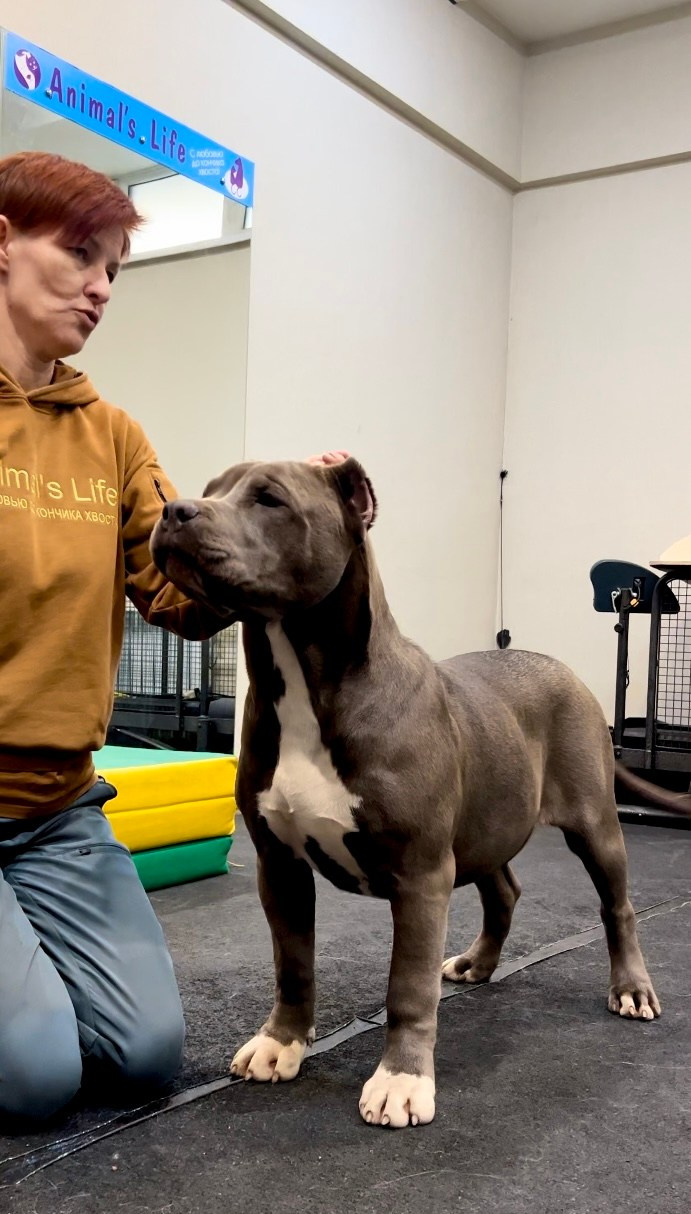 Все свободные щенки. Американские булли XL в г. Калининград. Питомник Great Bully UNIVERSE
