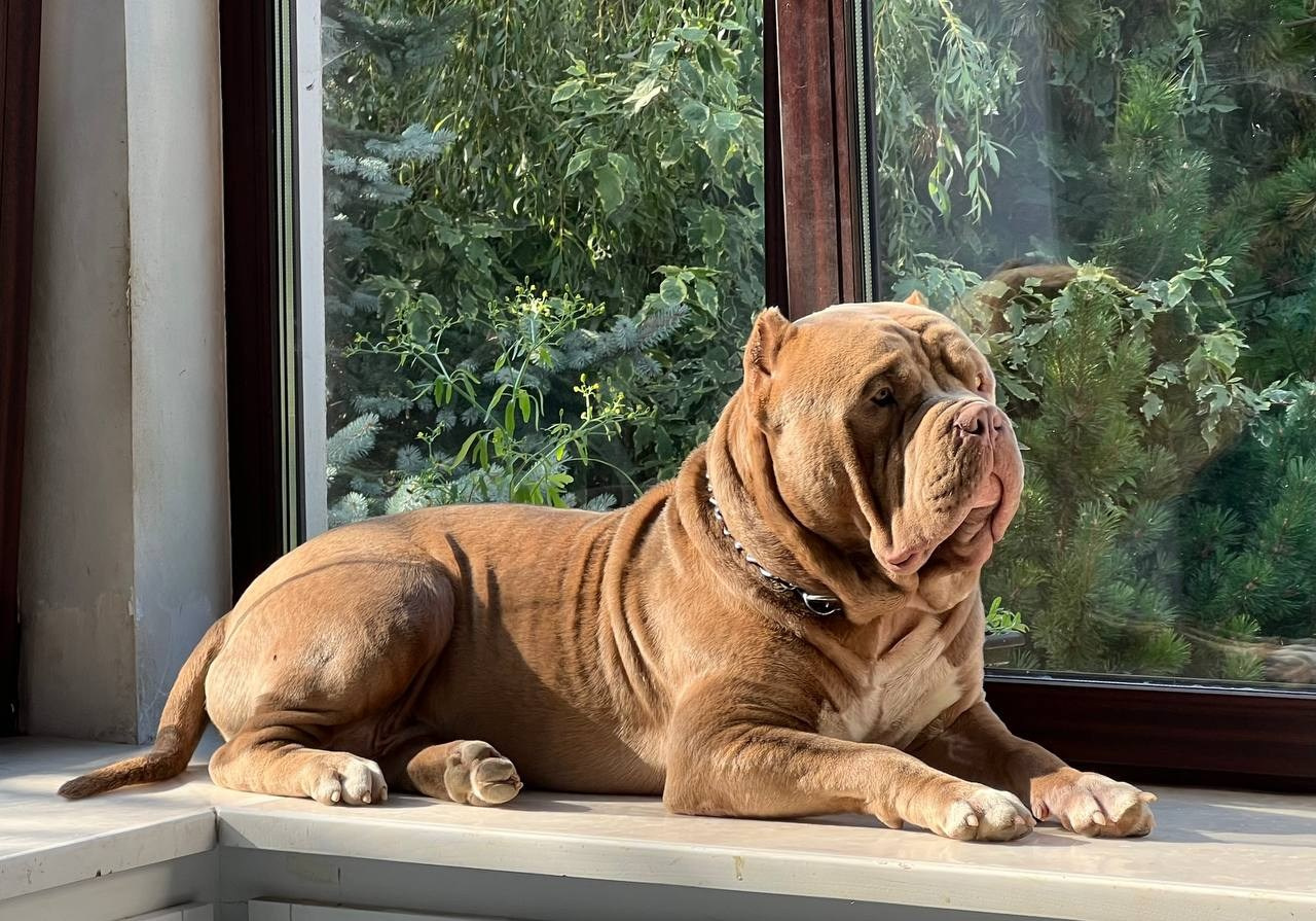 Хантер. Американские булли XL в г. Калининград. Питомник Great Bully UNIVERSE