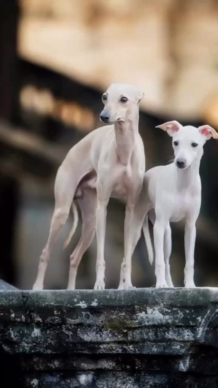 Итоги февраля. Профессиональный питомник левреток РКФ/FCI ASTI SAPPHIRE 💎 Сочи|Санкт-Петербург