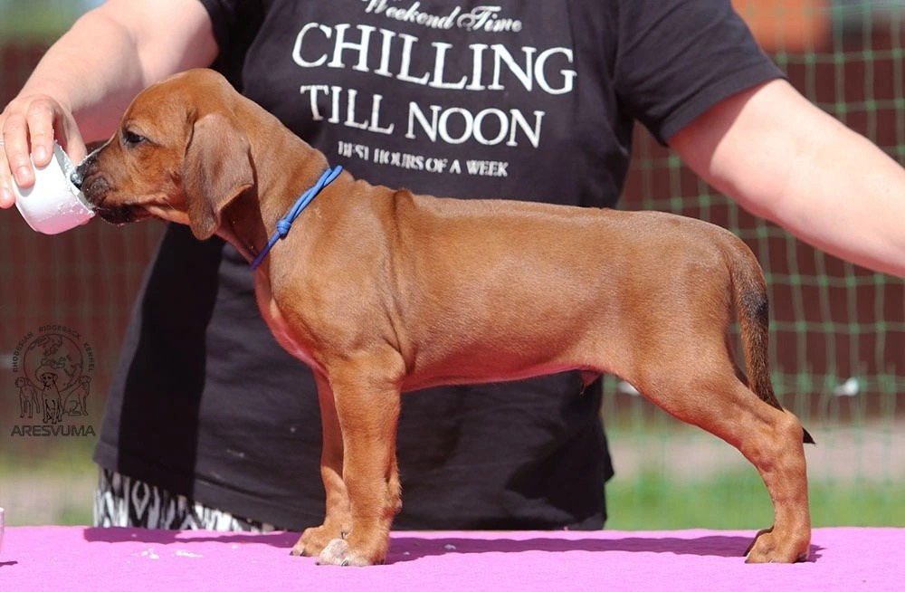 Помет Northern Lights. Родезийские Риджбеки в Санкт-Петербурге