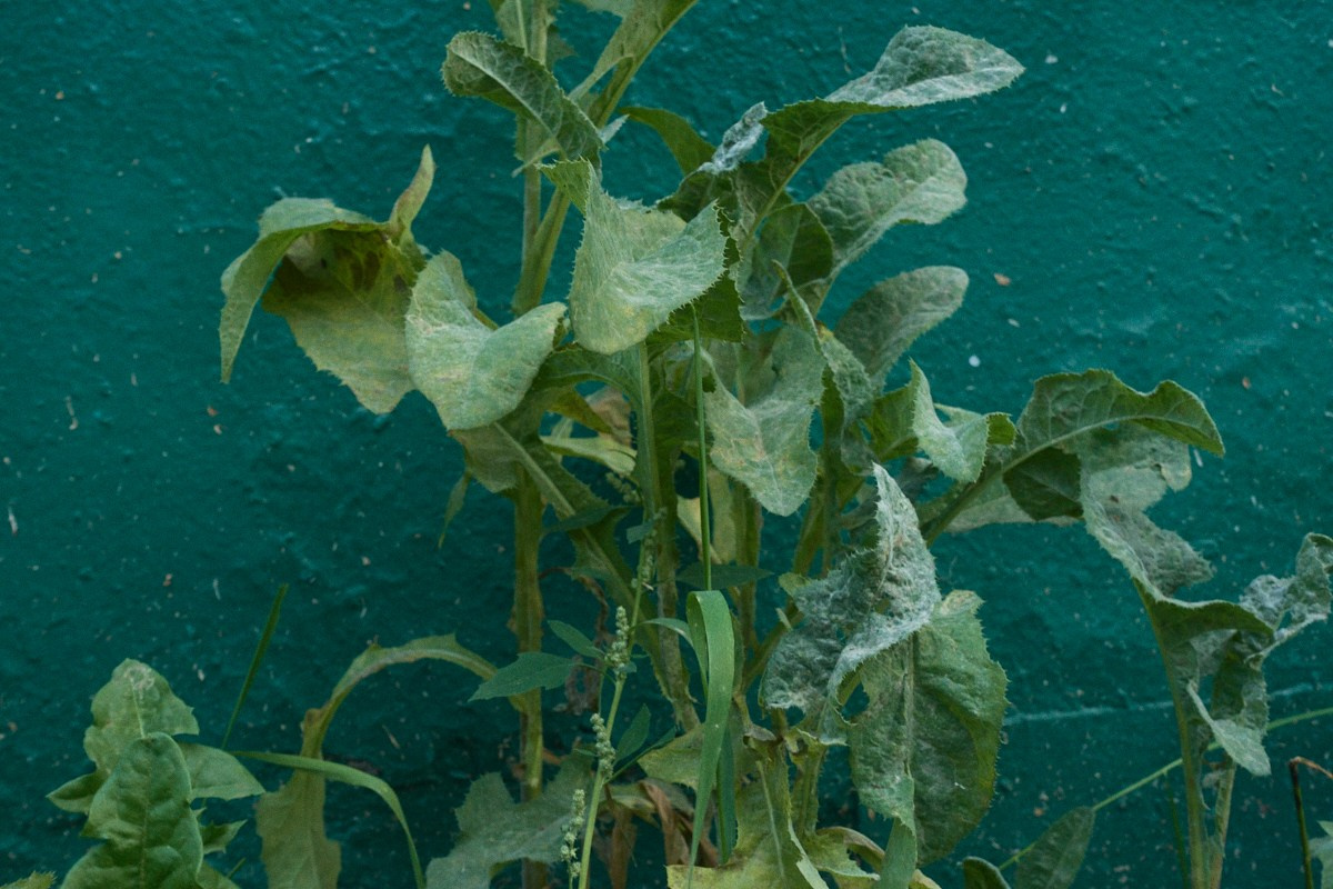 8-9/25. Иван Кобяков