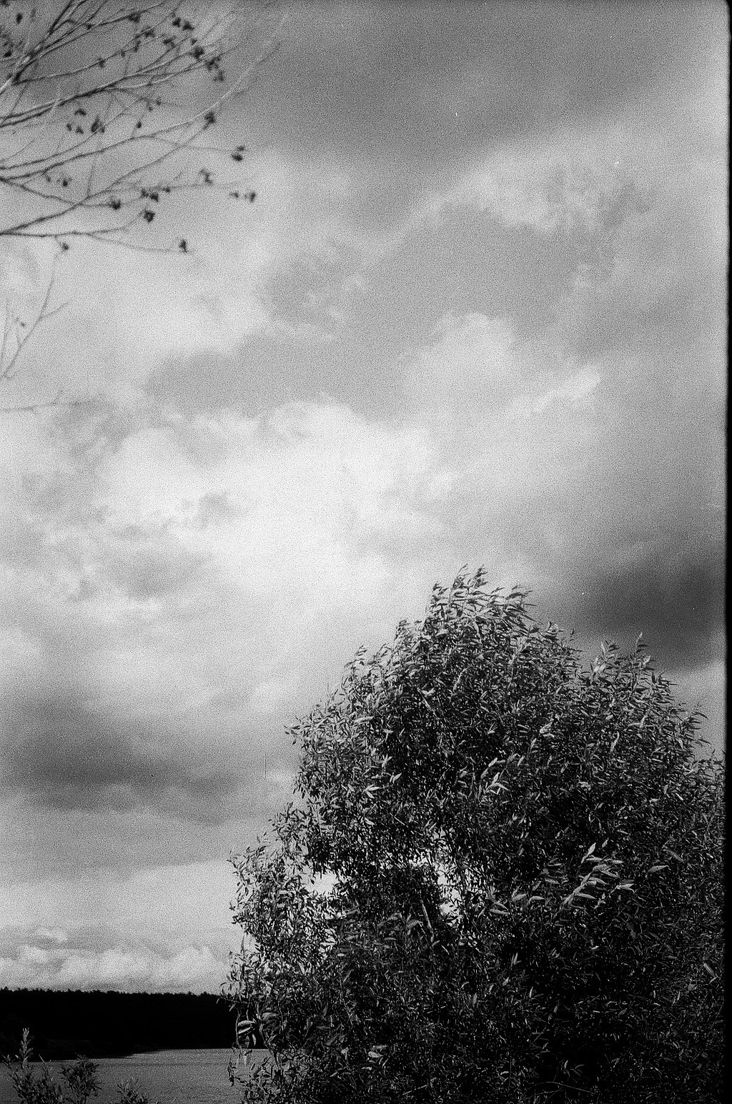 Плакучая ива. Фотограф-любитель Ксения Мирзоян