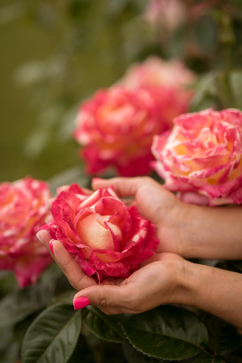 Чайная роза