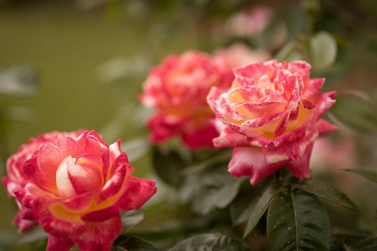 Фотосессия с розами. Семейный и детский фотограф в Нижнем Новгороде Валентина Леонтьева
