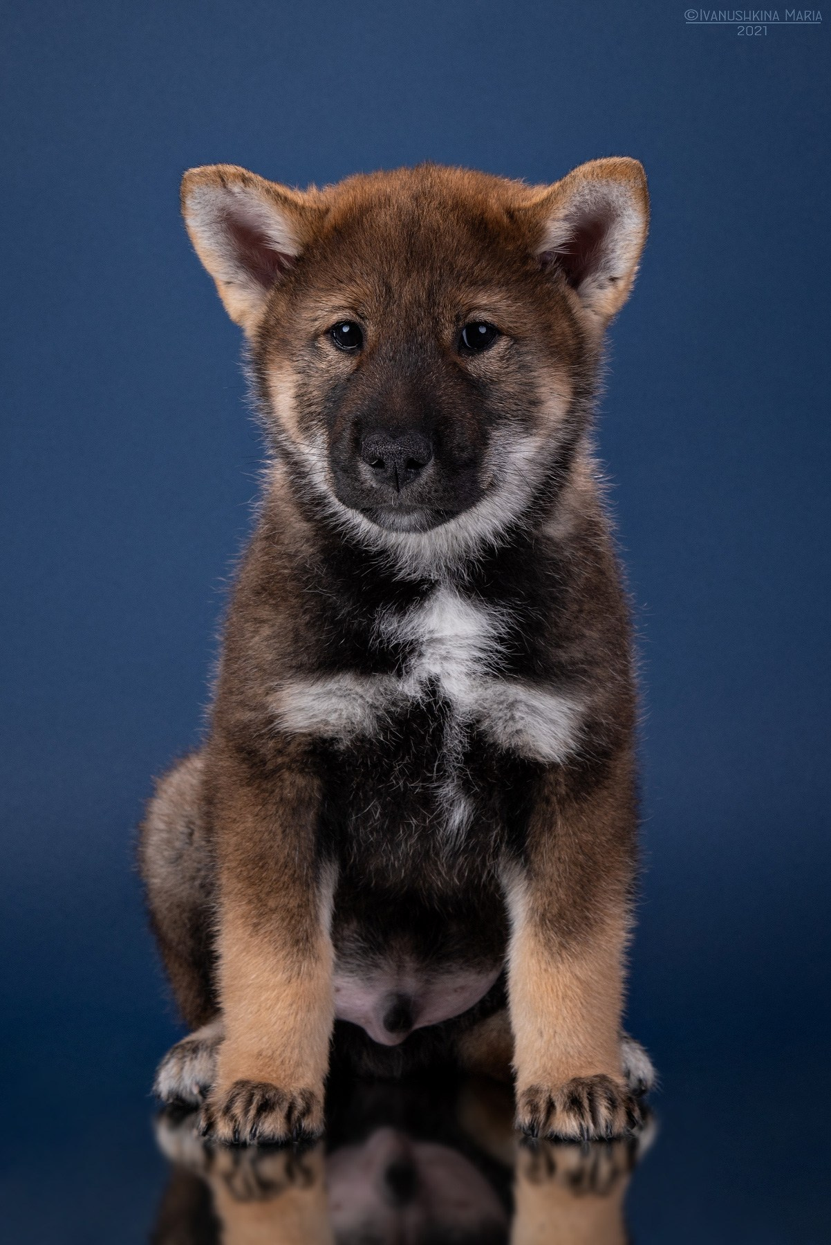 щенок сикоку