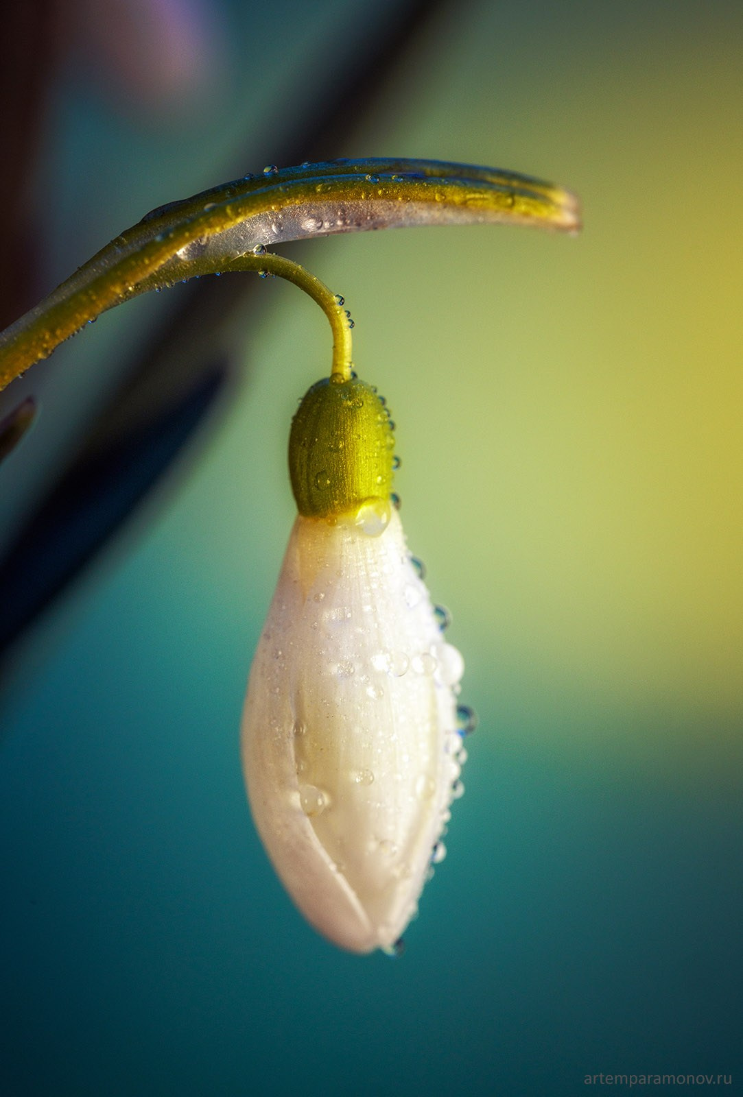 Тульские первоцветы. Фотохудожник Артём Парамонов