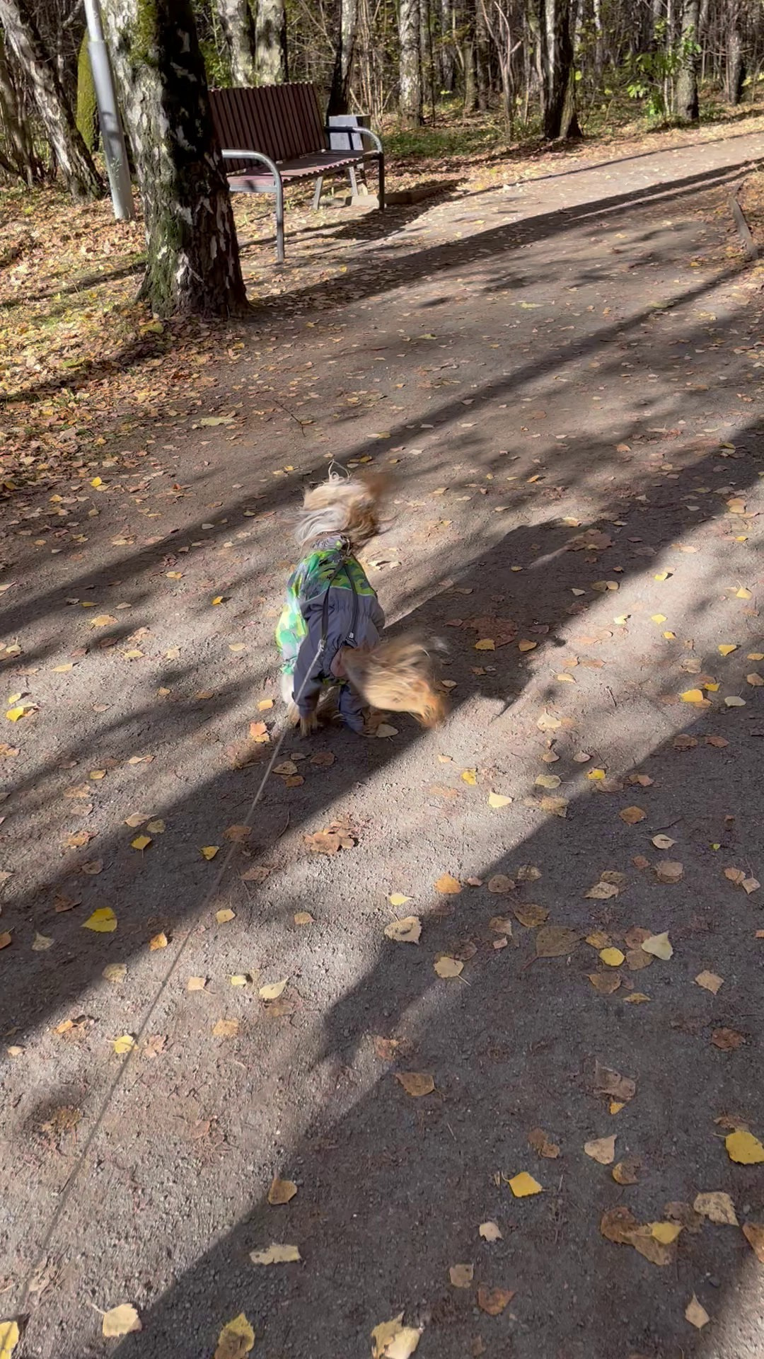 Честер и ко. осенью в Тропарево. Питомник китайских хохлатых собак Poale Ell: купить щенка в питомнике