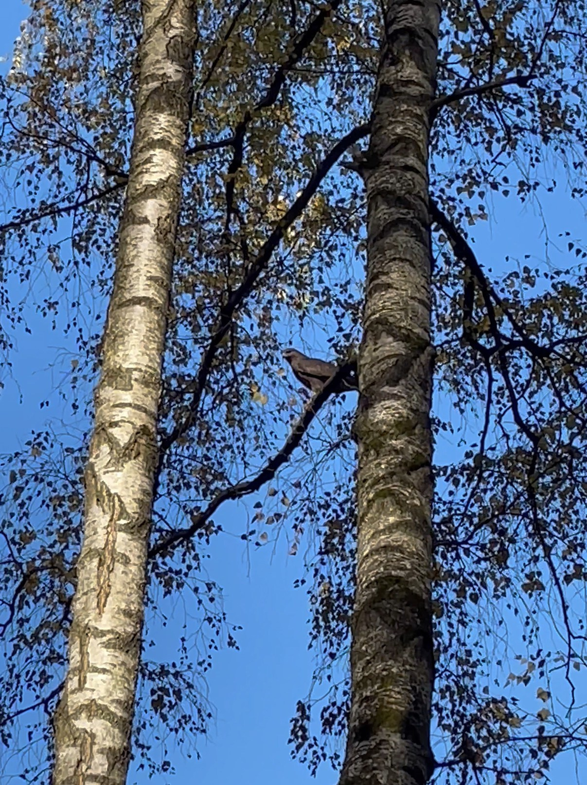 Честер и ко. осенью в Тропарево. Питомник китайских хохлатых собак Poale Ell: купить щенка в питомнике