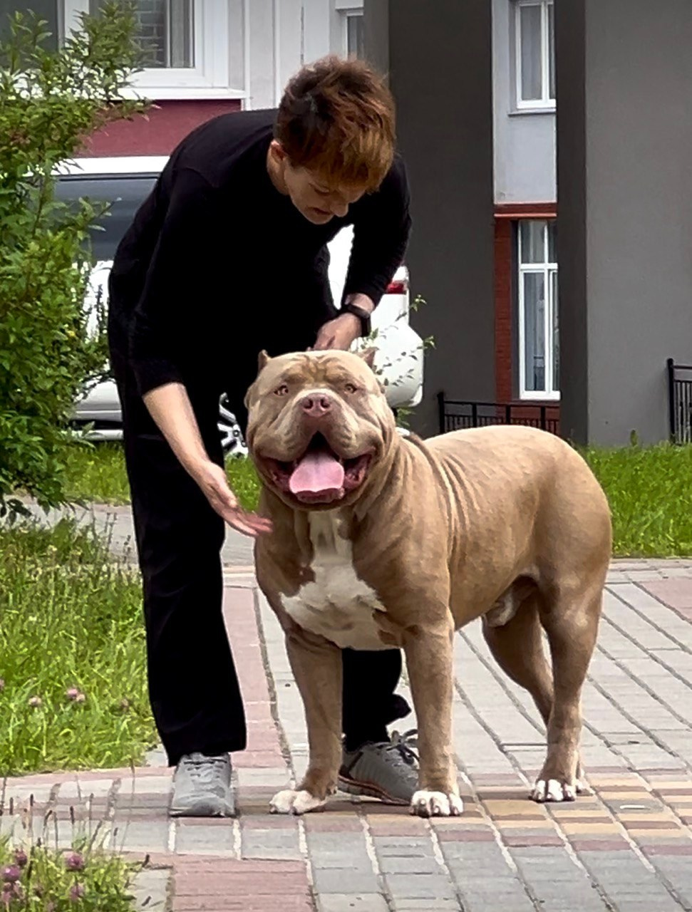 Хантер. Американские булли XL в г. Калининград. Питомник Great Bully UNIVERSE